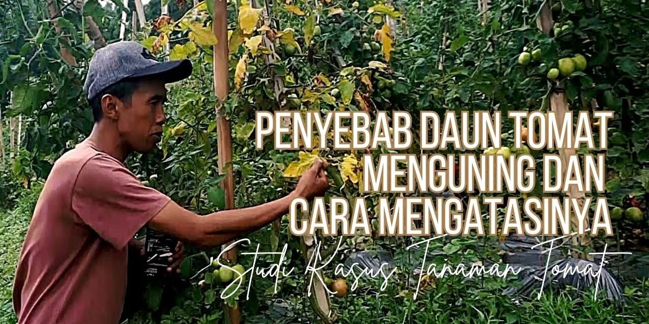 Solusi Praktis Daun Tomat Menguning Untuk Pemula