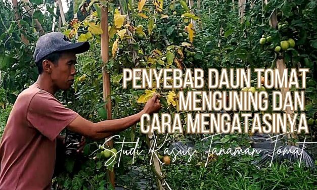 Solusi Praktis Daun Tomat Menguning Untuk Pemula