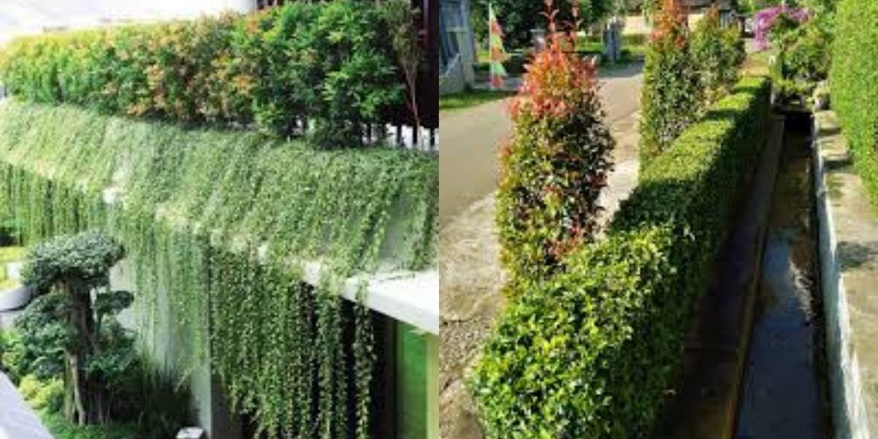 Percantik Pagar Rumah Anda Yang Rimbun Dan Mudah Dirawat