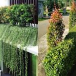 Percantik Pagar Rumah Anda Yang Rimbun Dan Mudah Dirawat