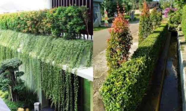 Percantik Pagar Rumah Anda Yang Rimbun Dan Mudah Dirawat