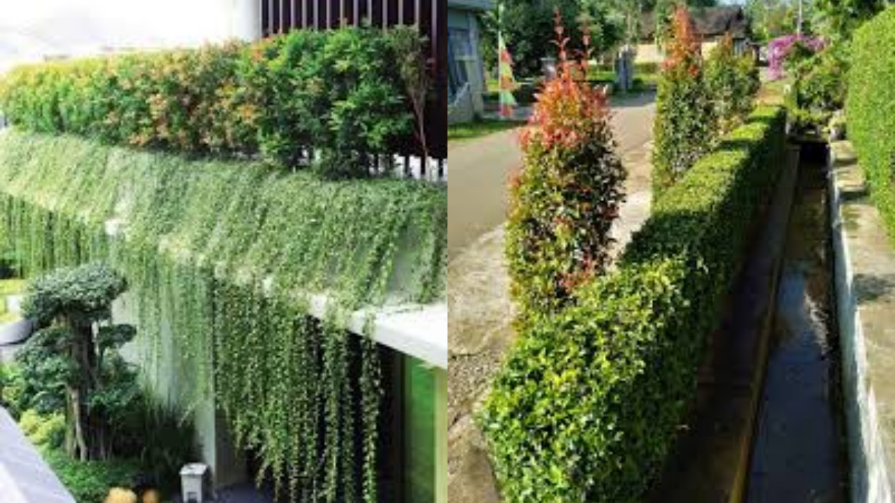 Percantik Pagar Rumah