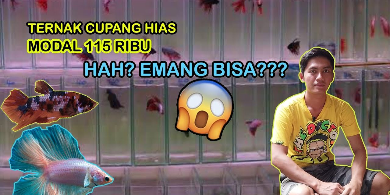 Tips Ternak Ikan Cupang Dengan Modal Rp200 Ribu Saja