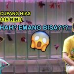 Tips Ternak Ikan Cupang Dengan Modal Rp200 Ribu Saja