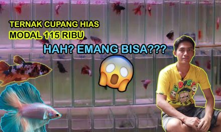 Tips Ternak Ikan Cupang Dengan Modal Rp200 Ribu Saja