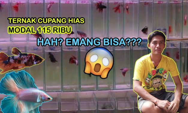 Tips Ternak Ikan Cupang Dengan Modal Rp200 Ribu Saja