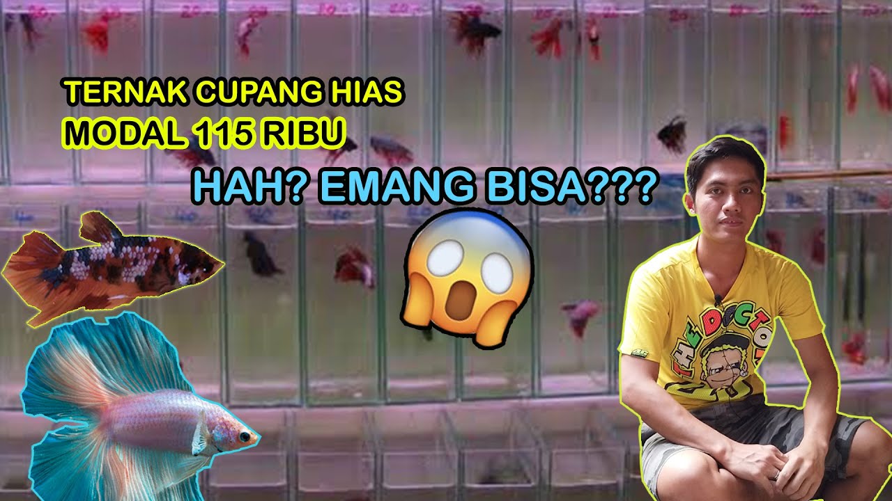 Tips Ternak Ikan Cupang