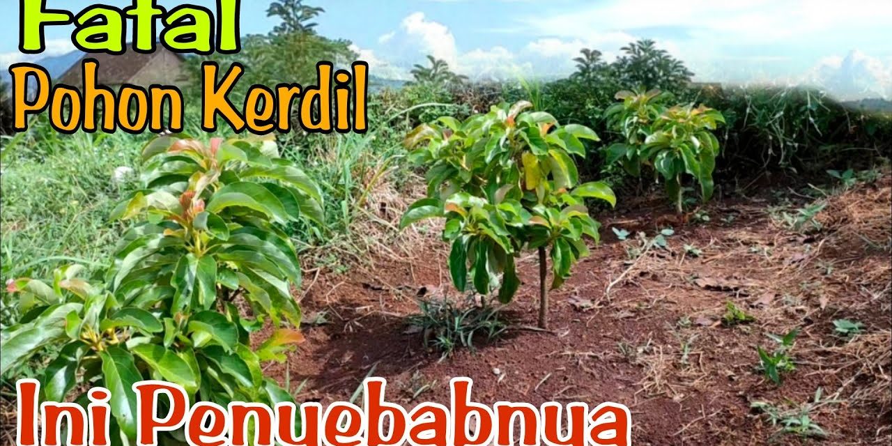 Pohon Alpukat Lambat Besar? Periksa Penyebab Berikut Ini