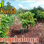 Pohon Alpukat Lambat Besar? Periksa Penyebab Berikut Ini