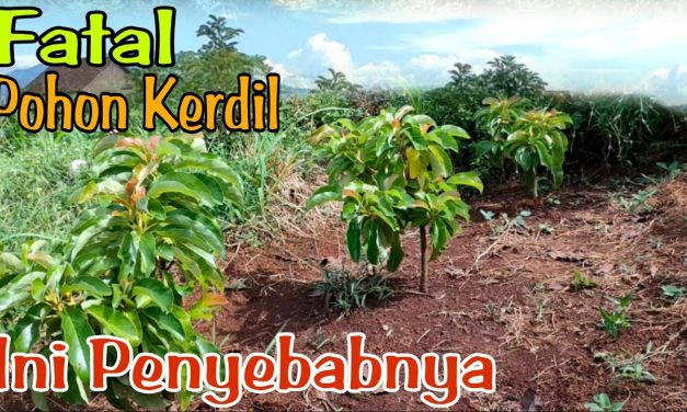 Pohon Alpukat Lambat Besar? Periksa Penyebab Berikut Ini