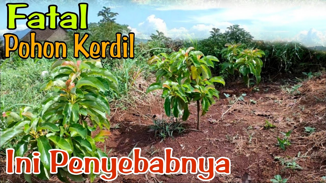 Pohon Alpukat Lambat Besar