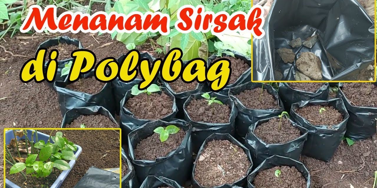 Rahasia Menanam Sirsak Di Pot Agar Tetap Subur Dan Produktif