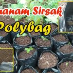 Rahasia Menanam Sirsak Di Pot Agar Tetap Subur Dan Produktif