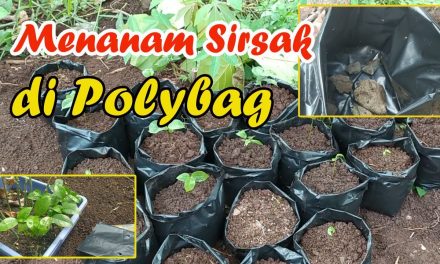Rahasia Menanam Sirsak Di Pot Agar Tetap Subur Dan Produktif