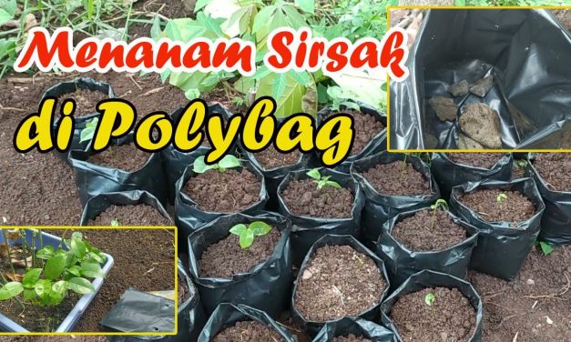 Rahasia Menanam Sirsak Di Pot Agar Tetap Subur Dan Produktif