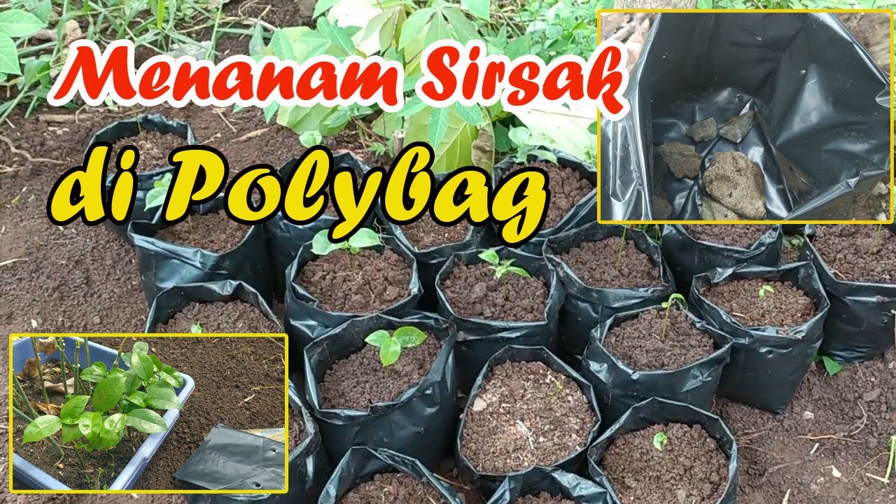 Rahasia Menanam Sirsak