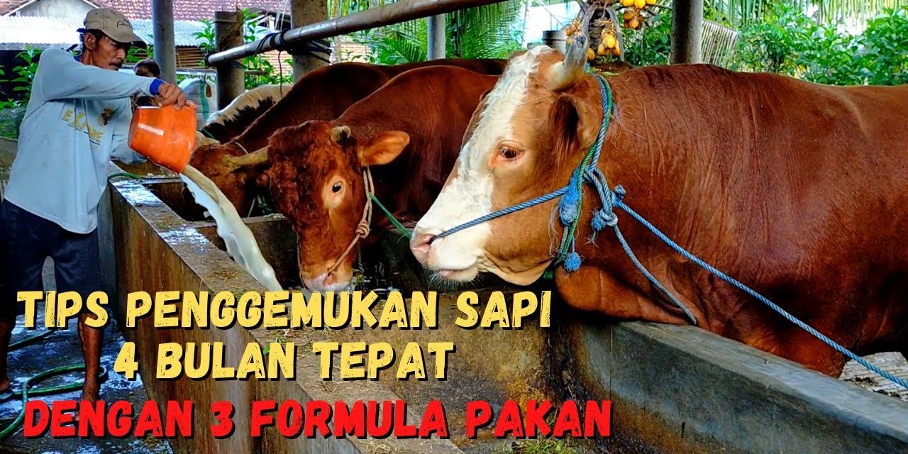 Tips Merawat Sapi Qurban Untuk Idul Adha Agar Cepat Gemuk