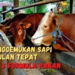 Tips Merawat Sapi Qurban Untuk Idul Adha Agar Cepat Gemuk