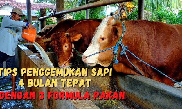 Tips Merawat Sapi Qurban Untuk Idul Adha Agar Cepat Gemuk