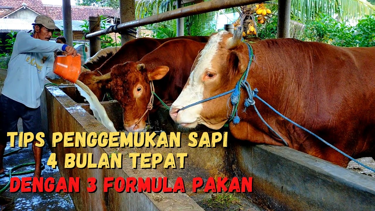 Tips Merawat Sapi Qurban