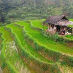 Eksplorasi Ubud Dari Sawah Terasing Hingga Kehidupan Spiritual