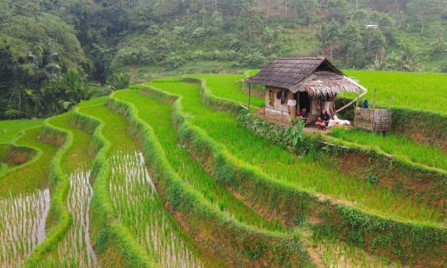 Eksplorasi Ubud Dari Sawah Terasing Hingga Kehidupan Spiritual