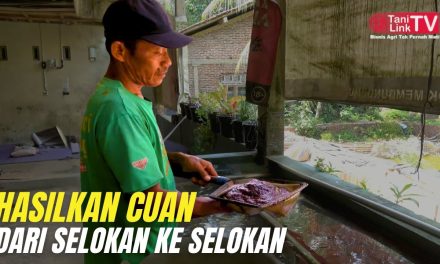Ide Bisnis Cacing Tali: Peluang Usaha Yang Jarang Di Lirik