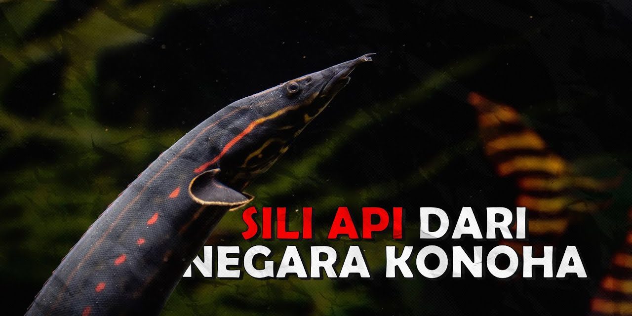 Ikan Sili Api Yang Menyerupai Bentuk Seperti Belut
