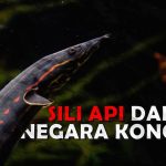Ikan Sili Api Yang Menyerupai Bentuk Seperti Belut