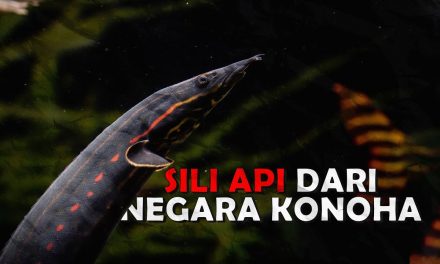 Ikan Sili Api Yang Menyerupai Bentuk Seperti Belut