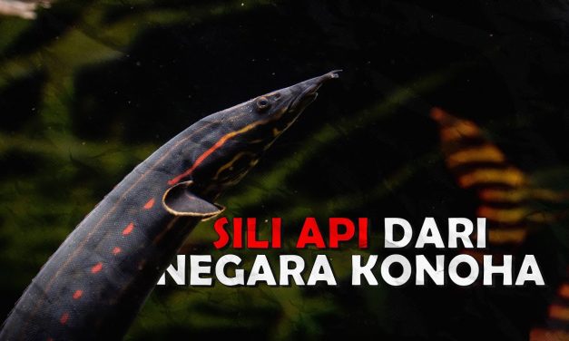 Ikan Sili Api Yang Menyerupai Bentuk Seperti Belut