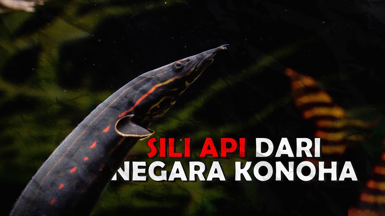 Ikan Sili Api